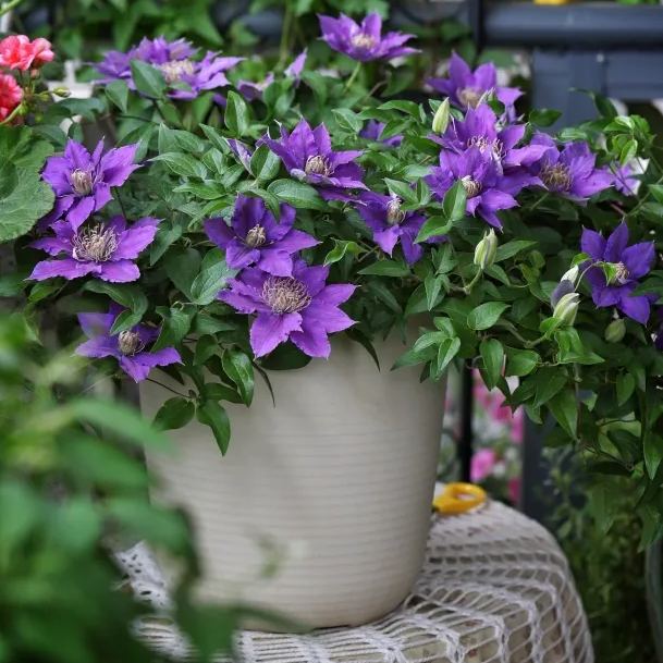 🌷Clematis - Garden’s All-Season Blooming Wonder