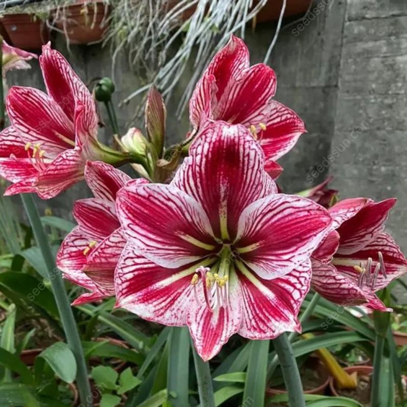 Rare Amaryllis Bulbs