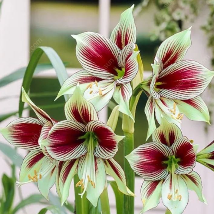 Rare Amaryllis Bulbs