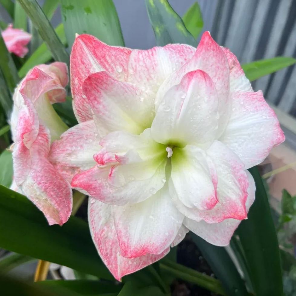 Rare Amaryllis Bulbs