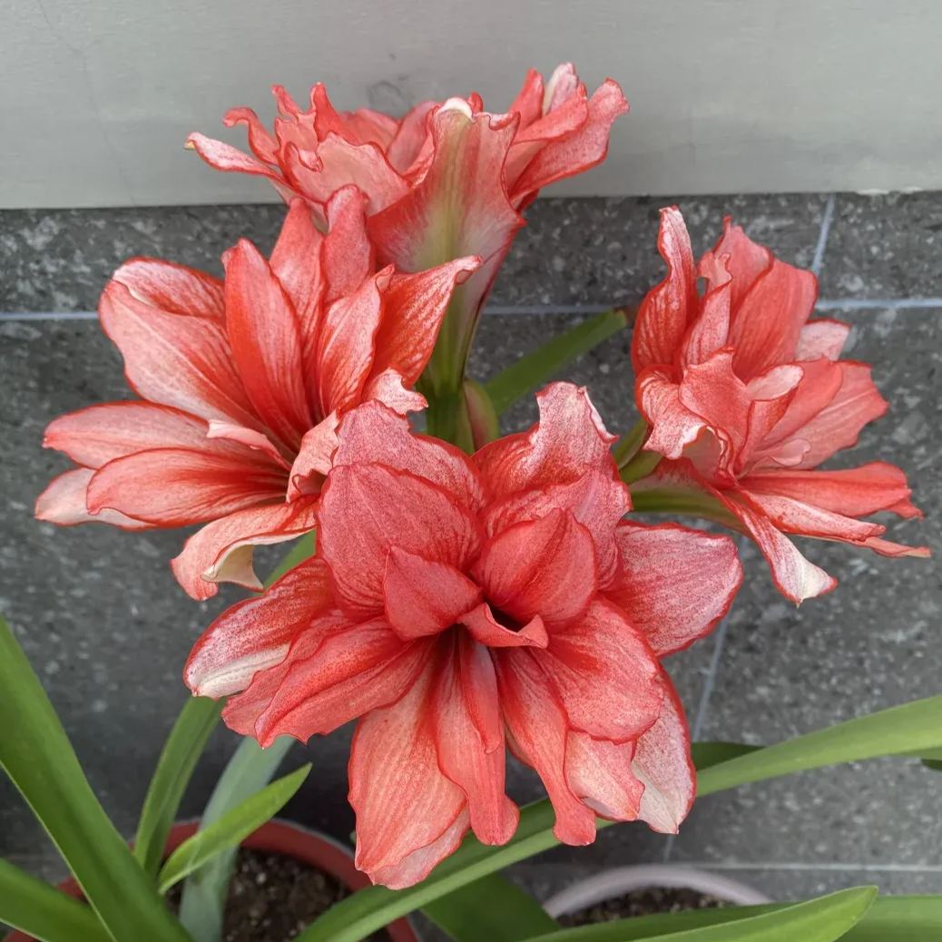 Rare Amaryllis Bulbs