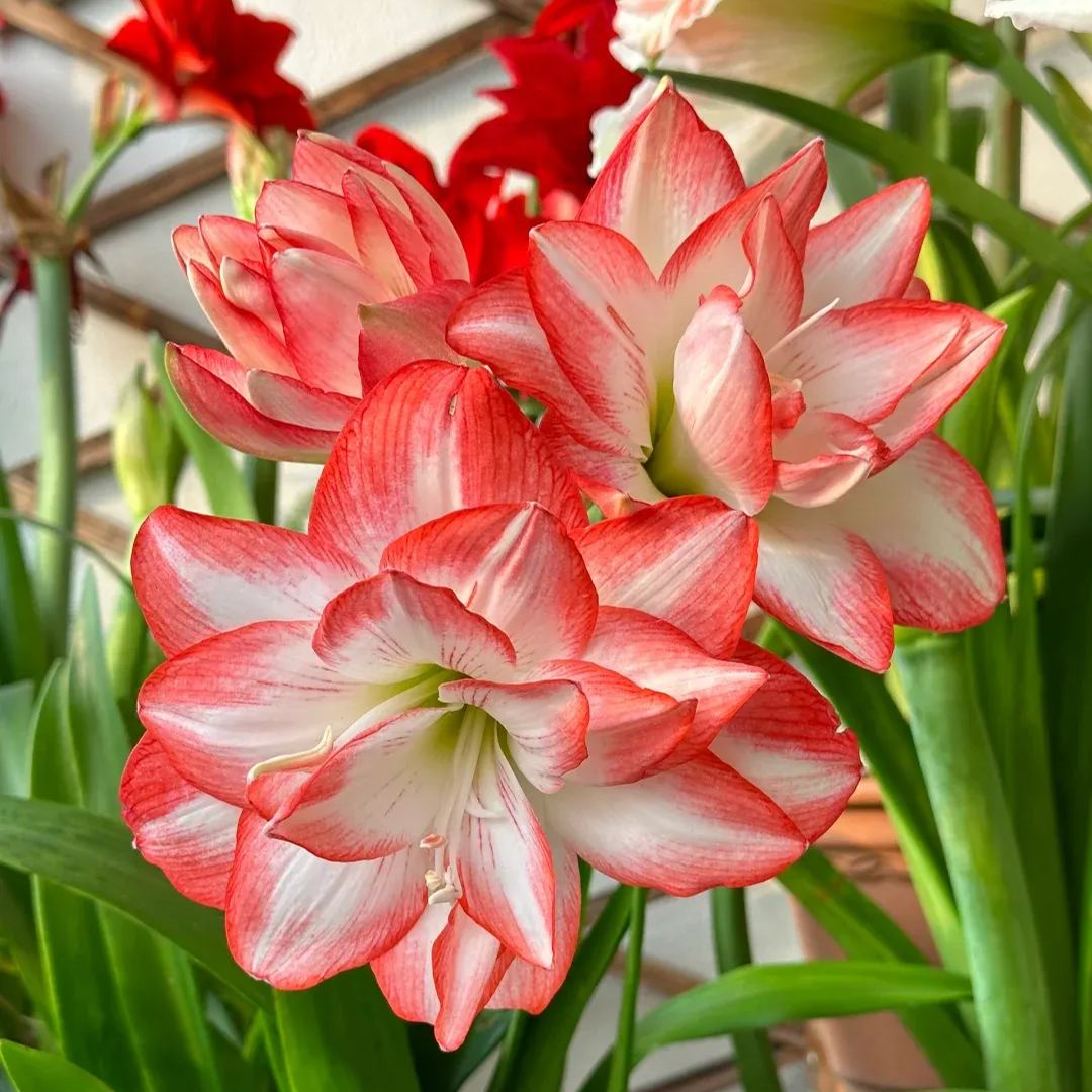 Rare Amaryllis Bulbs