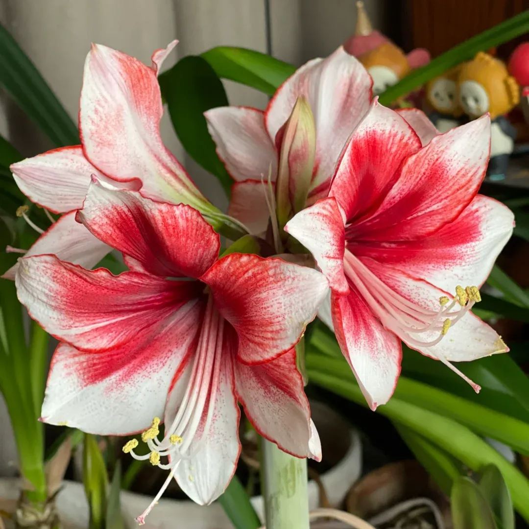 Rare Amaryllis Bulbs