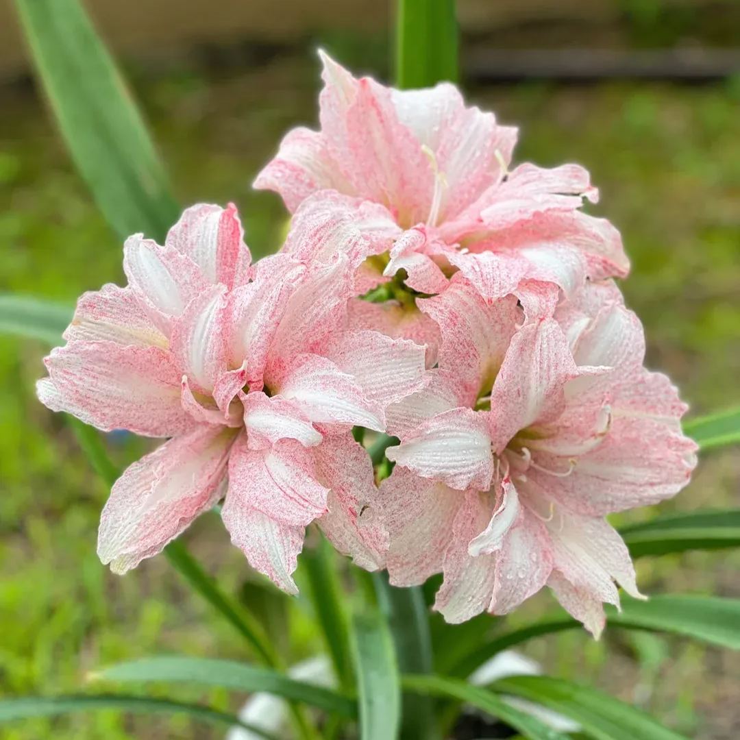 Rare Amaryllis Bulbs