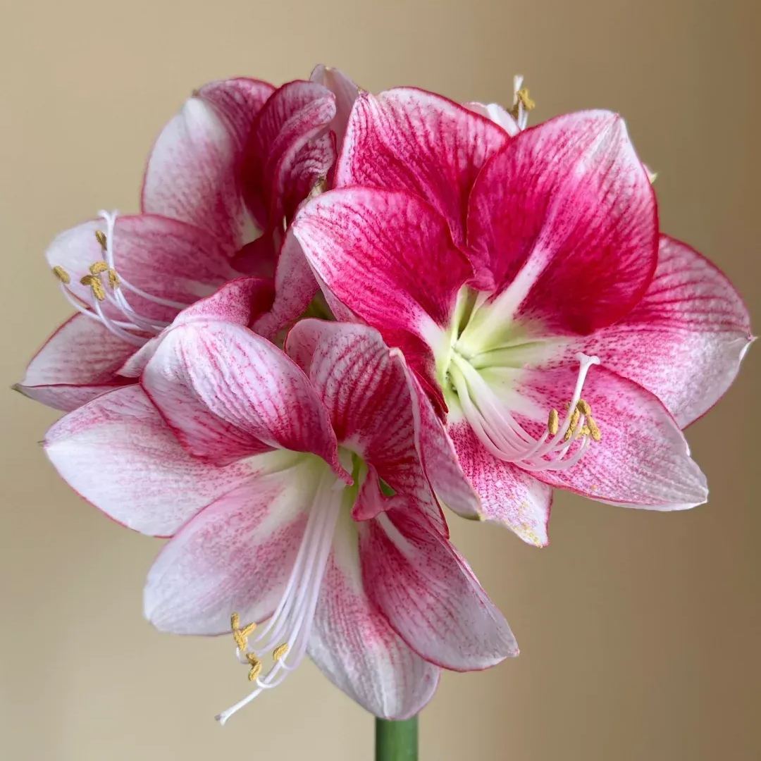 Rare Amaryllis Bulbs