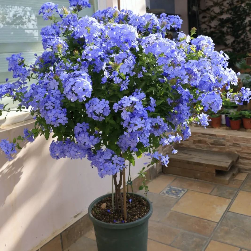 ❄️Blue Plumbago Seeds Indoor Potted Garden Gardening