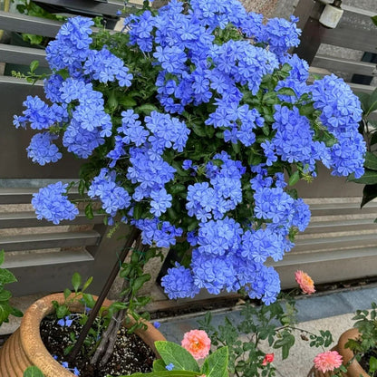 ❄️Blue Plumbago Seeds Indoor Potted Garden Gardening