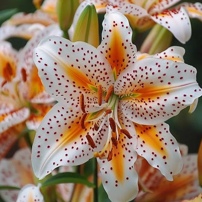 Purple Spots Lily-Rare Exquisite Lily Bulbs 🌸