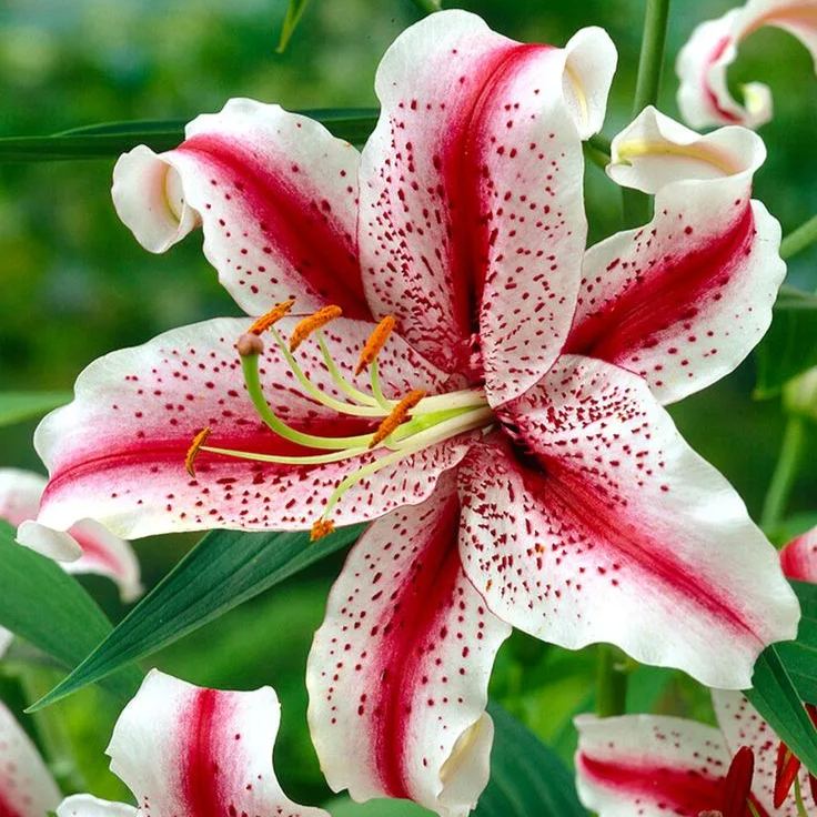 Purple Spots Lily-Rare Exquisite Lily Bulbs 🌸