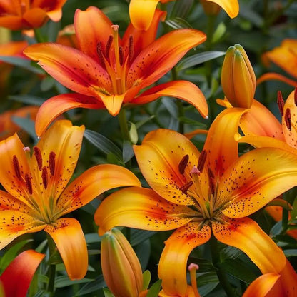 Purple Spots Lily-Rare Exquisite Lily Bulbs 🌸