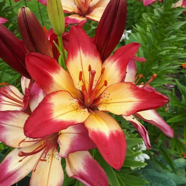 Purple Spots Lily-Rare Exquisite Lily Bulbs 🌸
