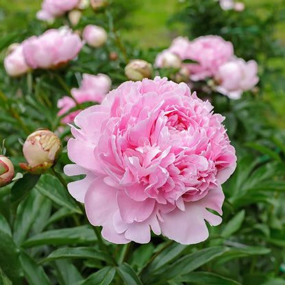 🌺The Queen of Flowers—Peony Flower