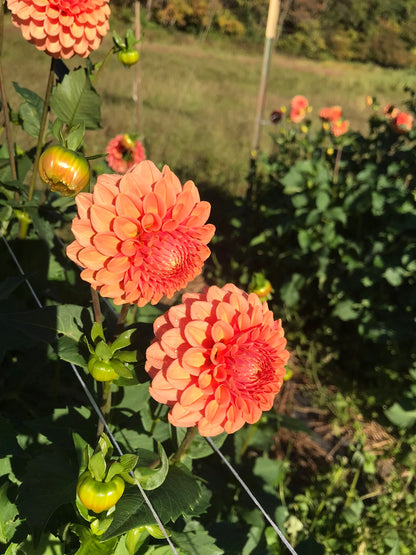 Dahlia ‘Rose Toscana’