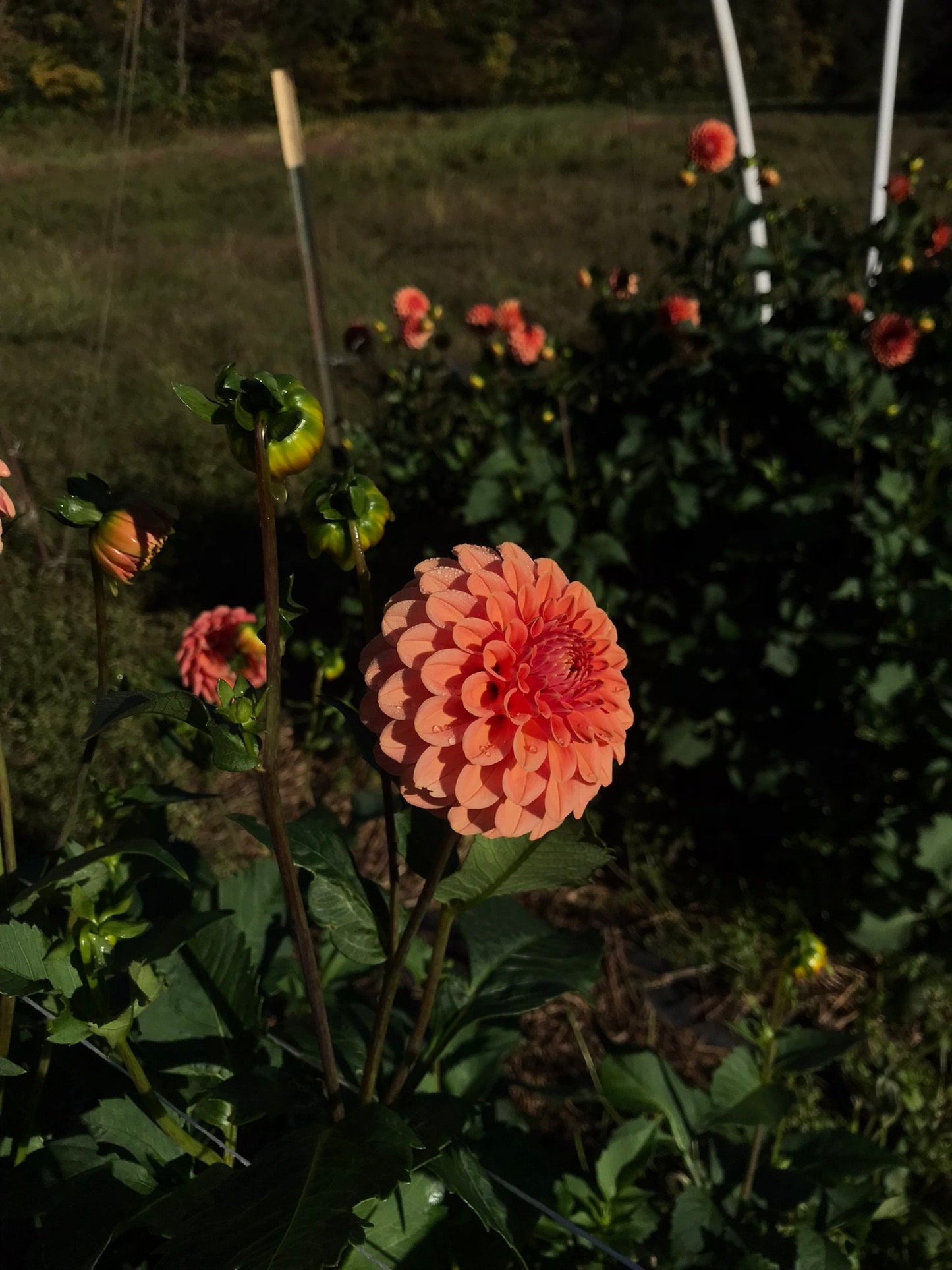 Dahlia ‘Rose Toscana’