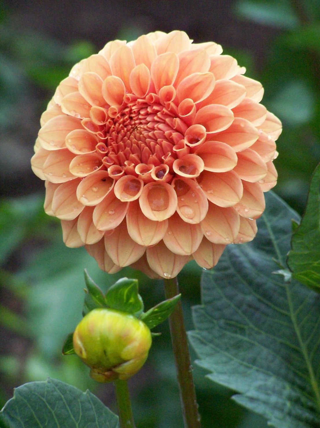 Dahlia ‘Rose Toscana’