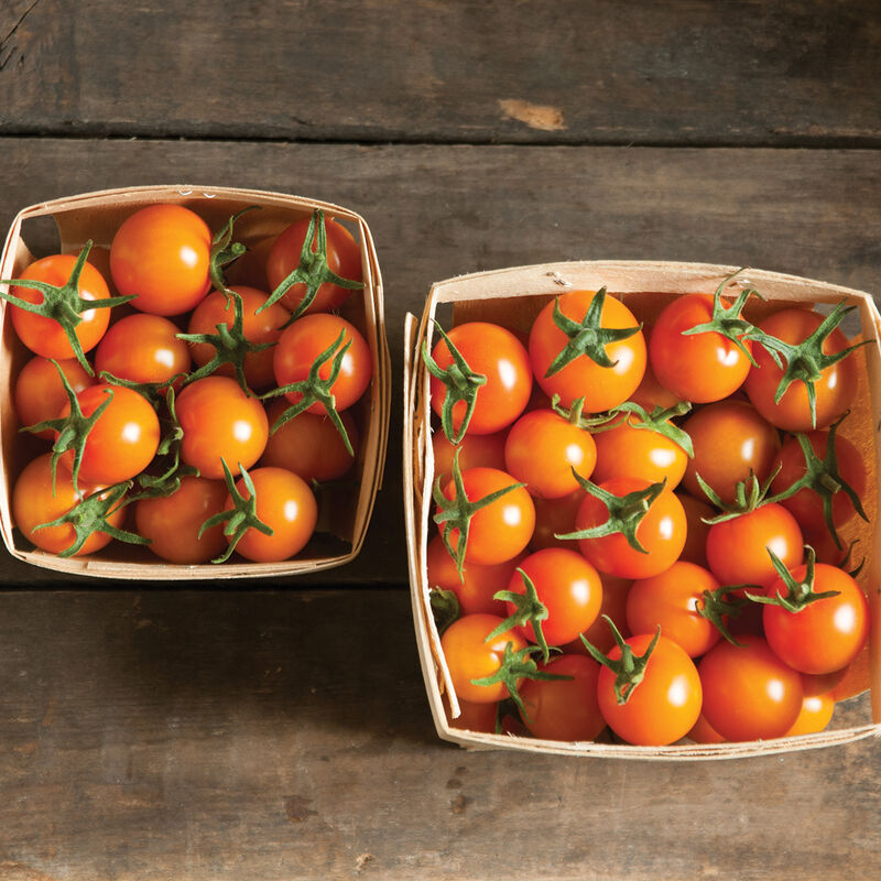 🧡🍅Gold Sun Sweet Orange Cherry Tomatoes Seeds