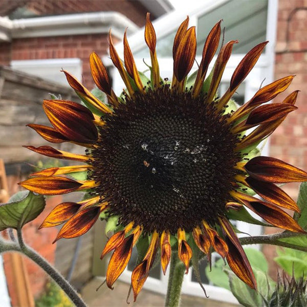 Tiger Sunflower Seeds