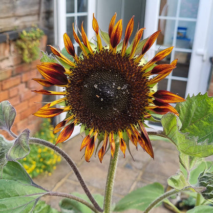 Tiger Sunflower Seeds