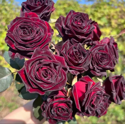 🌹Rare Black Baccara Rose Seeds🖤A black rose with a super velvety feel!