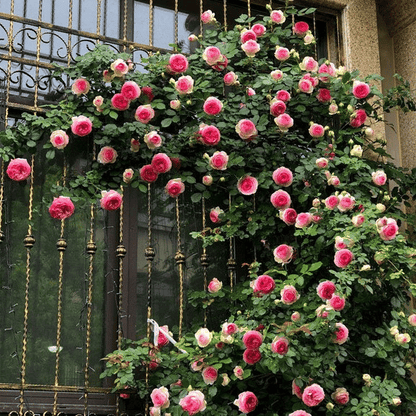 Pink Lady Rose Climbing Seeds