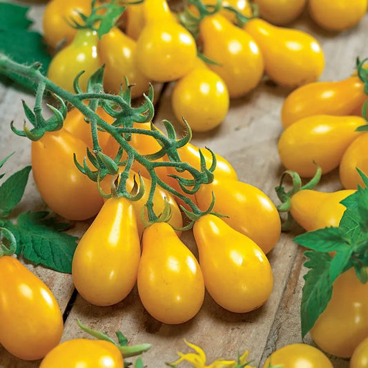 Yellow Pear Tomato Seeds