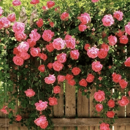 Pink Lady Rose Climbing Seeds