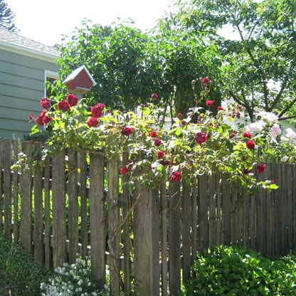 Explosion Climbing Rose Garden Seeds