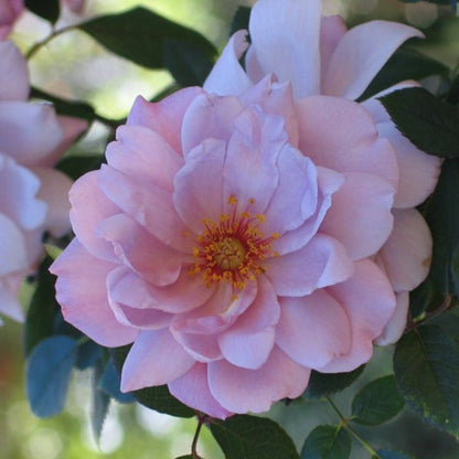 Light Purple Climbing Rose Seeds