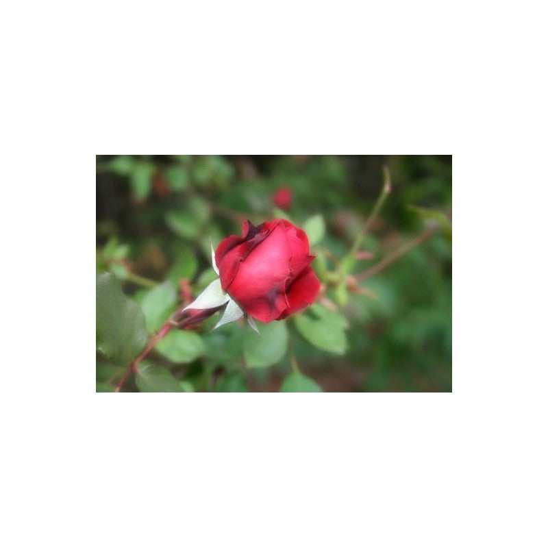 Climbing Rose (Red) 50 Seeds