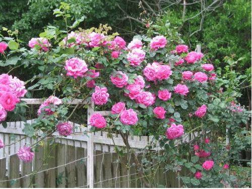 Climbing Rose (Pink) 50 Seeds