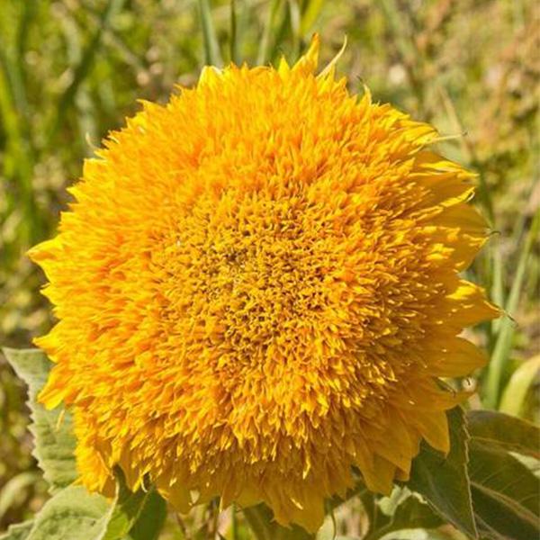 Teddy Bear Sunflower