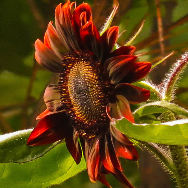 Sunflower, Chianti Hybrid