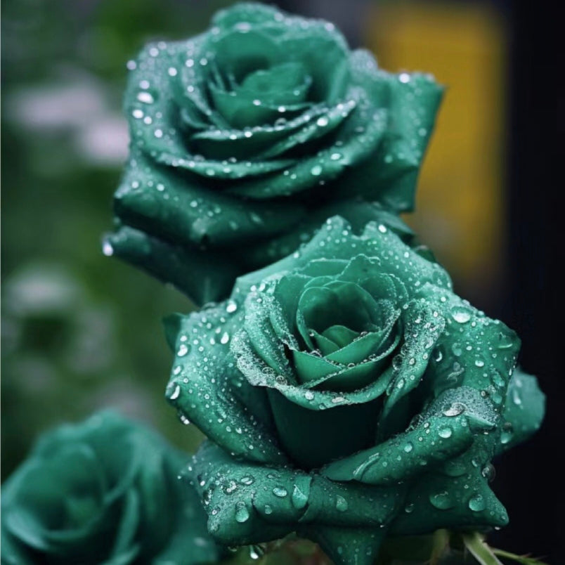 Scottish Green Rose Seeds