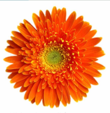 💫 50% OFF 🎉 10 kinds of bright gerbera flower seeds