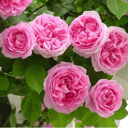 Climbing Rose (Pink) 50 Seeds