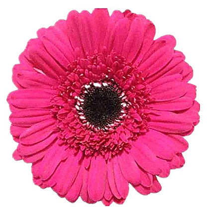 💫 50% OFF 🎉 10 kinds of bright gerbera flower seeds