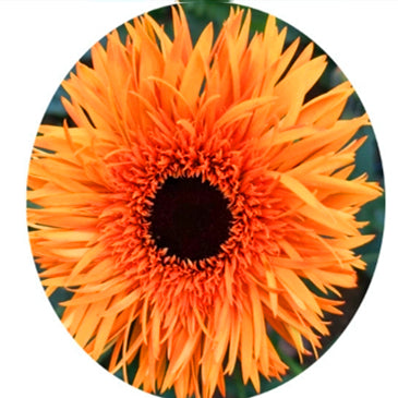 💫 50% OFF 🎉 10 kinds of bright gerbera flower seeds