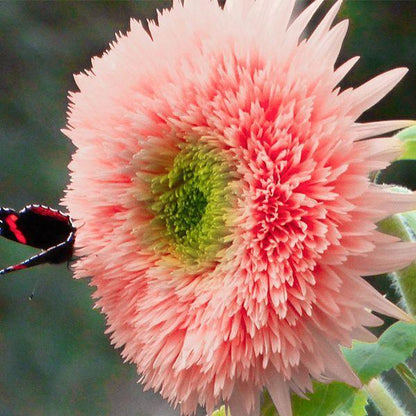 Pink Pooh Sunflower