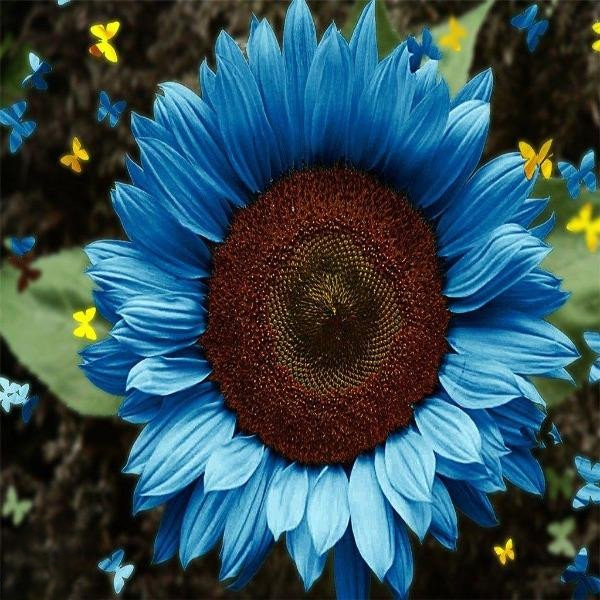 🌻🌻Special Rare Color Bright Blue Sunflower Seeds Garden Grown Colorful Rare Bonsai Ships from California