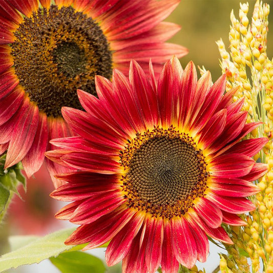 Organic Sunflower Seeds