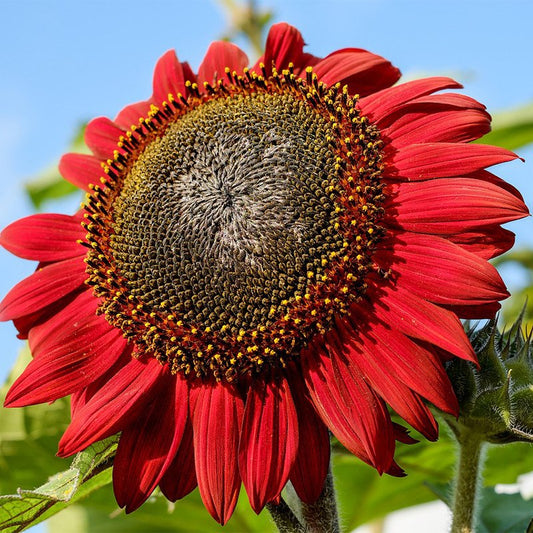 Red Sunflower Seeds