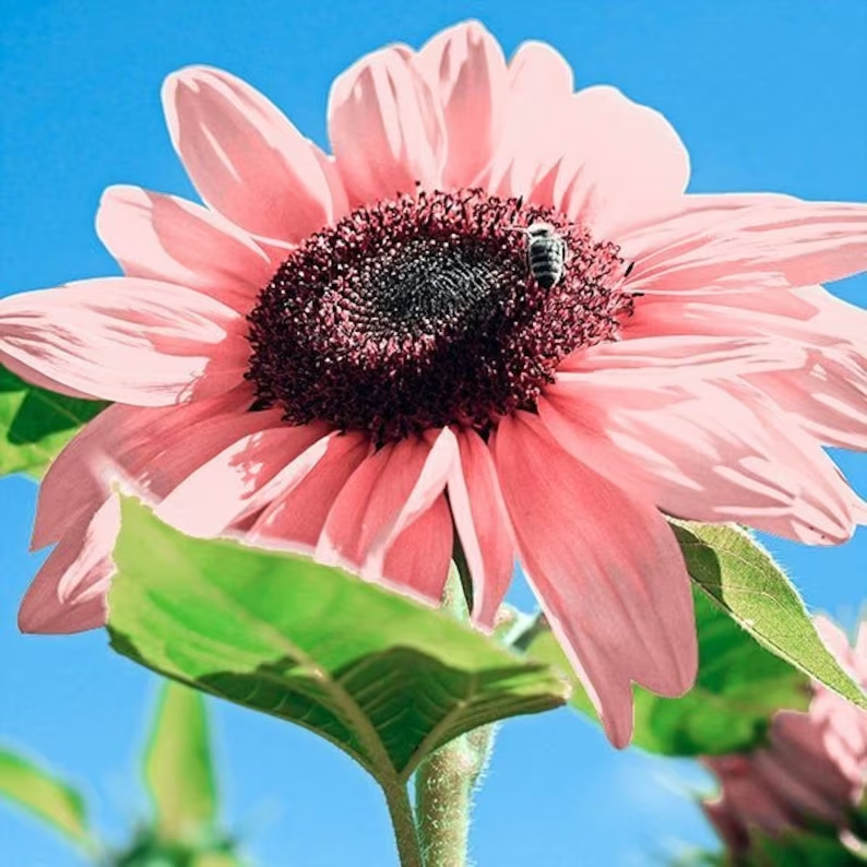 Pink Sunflower Beautiful Gorgeous Colour Shine Rare Flowers