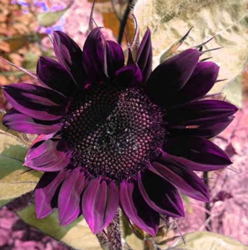 Purple Giant Sunflower Seeds Sun Flower Rare Plant Garden