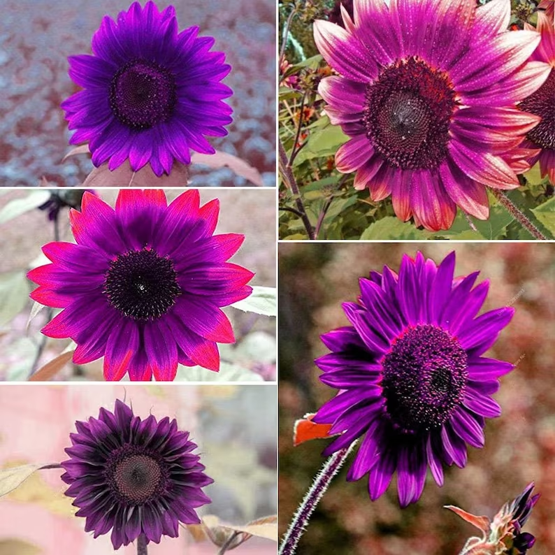 Purple Giant Sunflower Seeds Sun Flower Rare Plant Garden