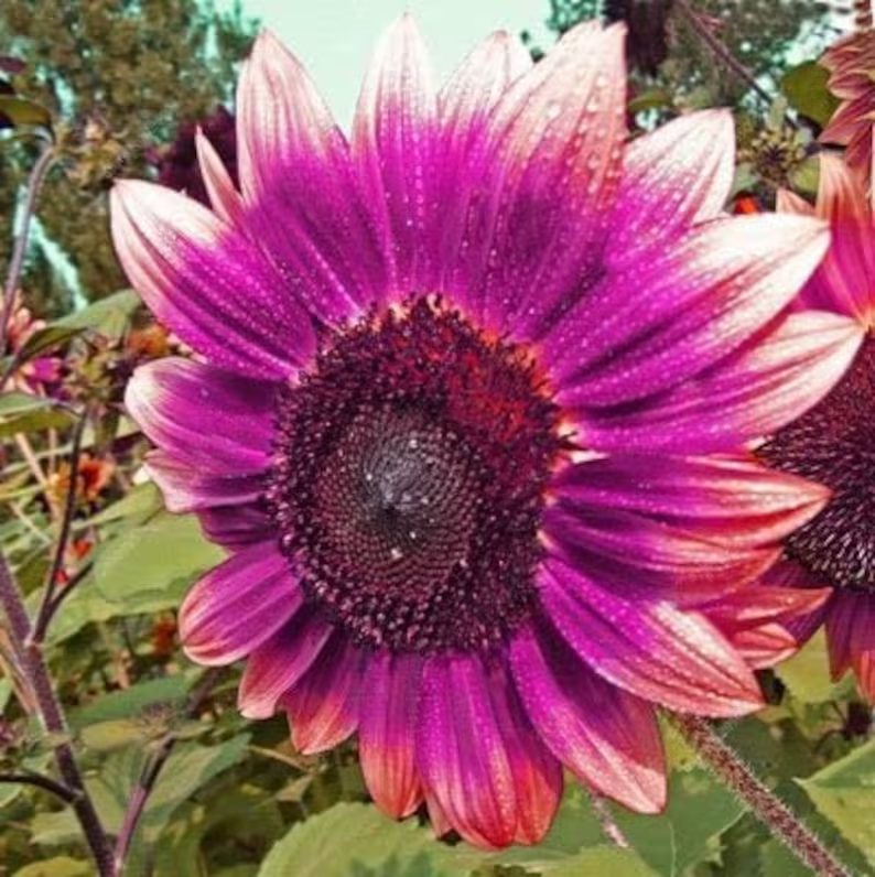 Purple Giant Sunflower Seeds Sun Flower Rare Plant Garden