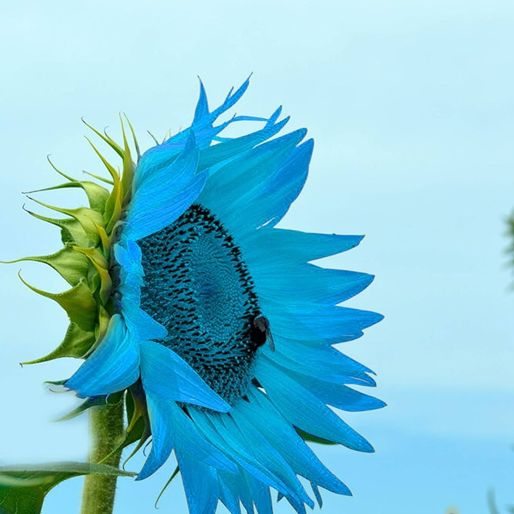 Blue Sunflower Seeds Plants Garden Planting Colorful Rare Bonsai