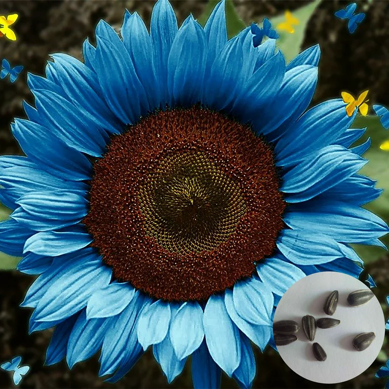 Blue Sunflower Seeds Plants Garden Planting Colorful Rare Bonsai