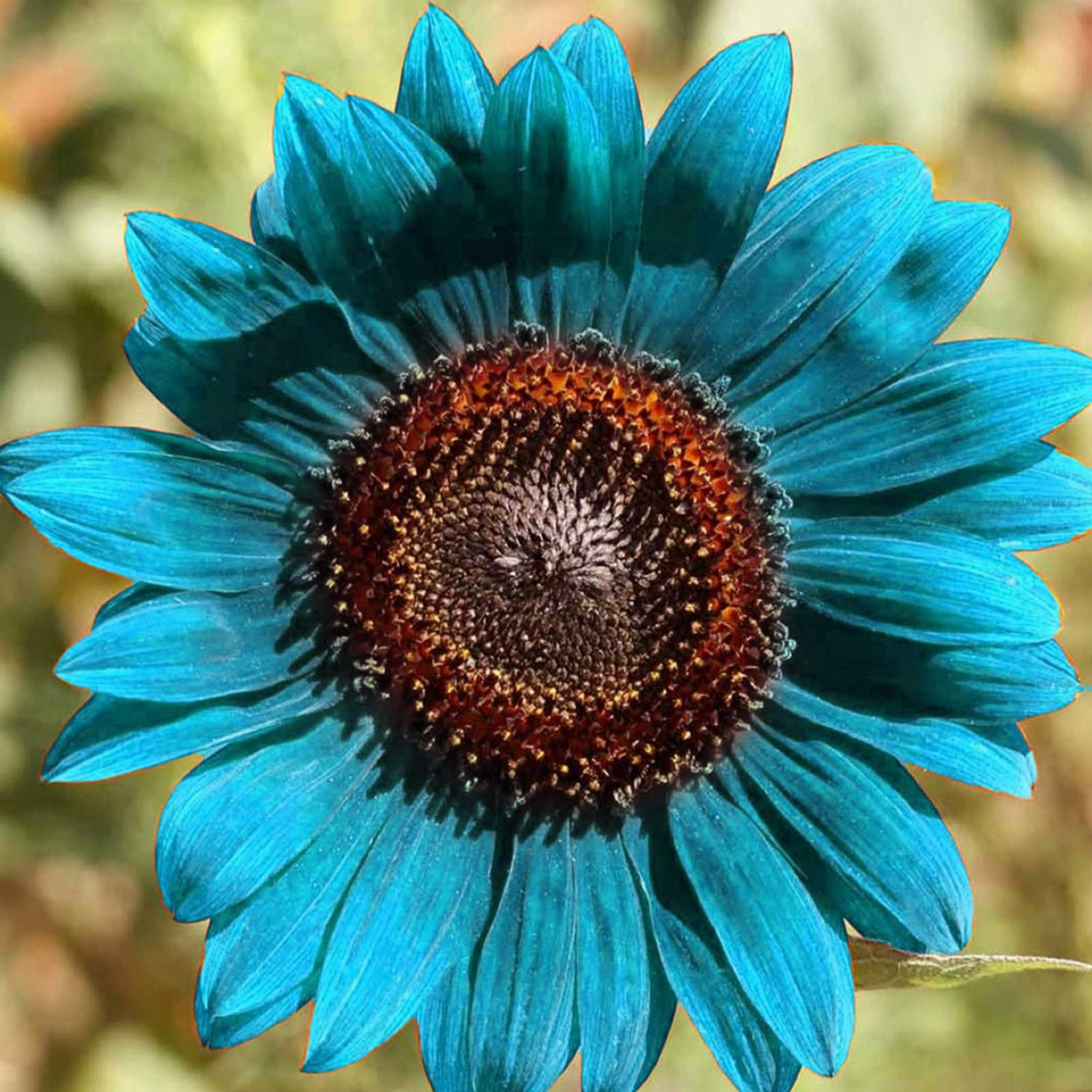 Blue Sunflower Seeds Plants Garden Planting Colorful Rare Bonsai