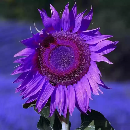 Purple Giant Sunflower Seeds Sun Flower Rare Plant Garden