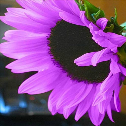 Purple Giant Sunflower Seeds Sun Flower Rare Plant Garden